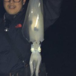 アオリイカ連発